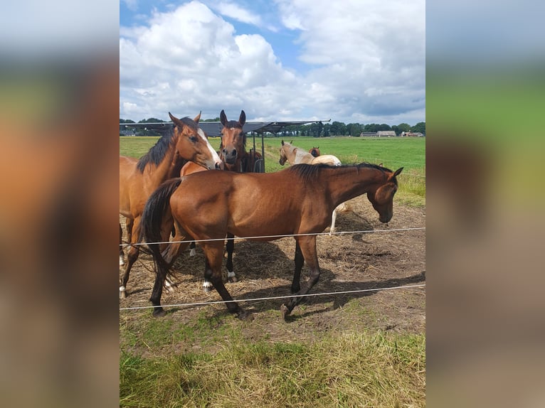 Englisches Vollblut Stute 3 Jahre 160 cm Dunkelbrauner in Geesbrug