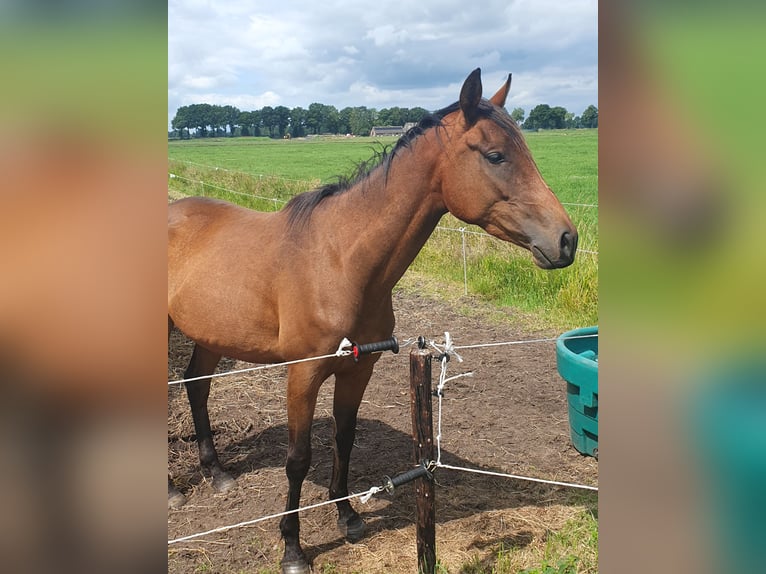 Englisches Vollblut Stute 3 Jahre 160 cm Dunkelbrauner in Geesbrug