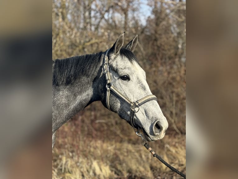 Englisches Vollblut Stute 3 Jahre 160 cm Schimmel in München