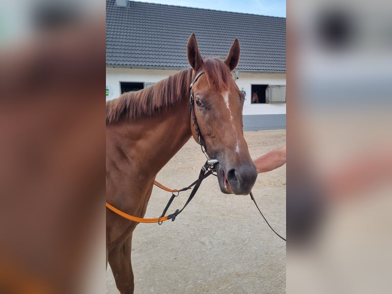 Englisches Vollblut Stute 3 Jahre 162 cm Fuchs in Düsseldorf