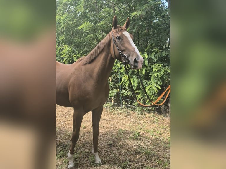 Englisches Vollblut Stute 3 Jahre 163 cm Fuchs in Neuenhagen
