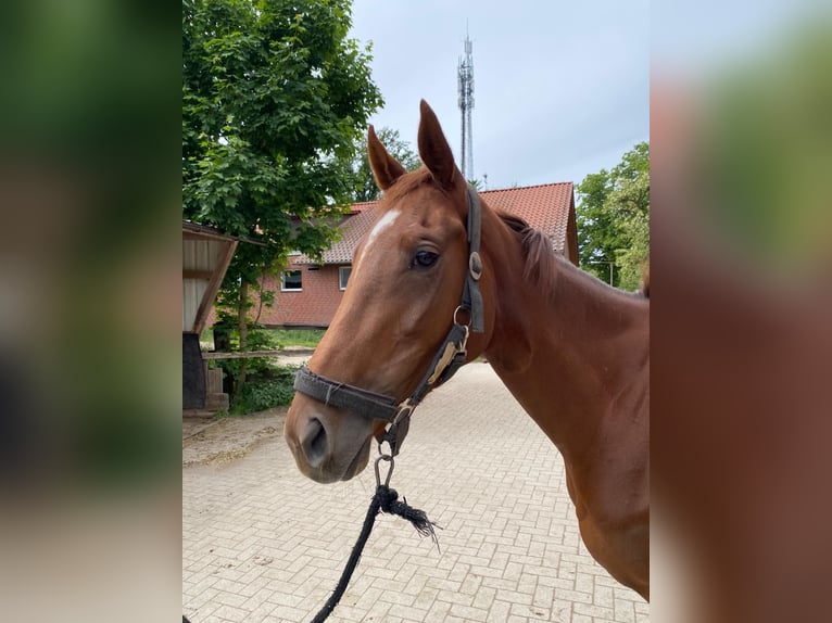 Englisches Vollblut Stute 3 Jahre 164 cm Fuchs in Neuenhagen bei Berlin