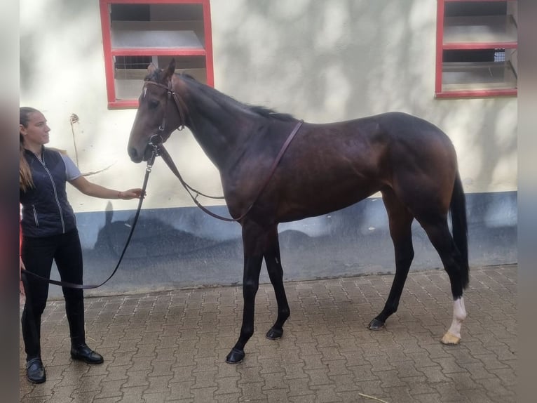 Englisches Vollblut Stute 3 Jahre 165 cm Brauner in Köln