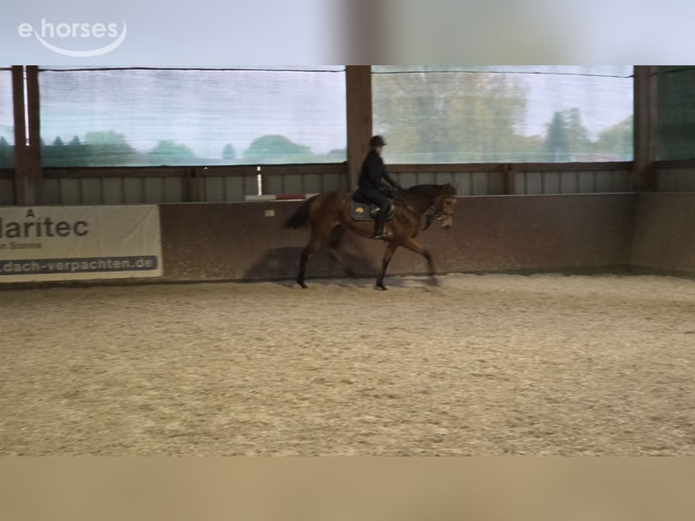 Englisches Vollblut Stute 3 Jahre 166 cm Brauner in Kummersdorf-Gut