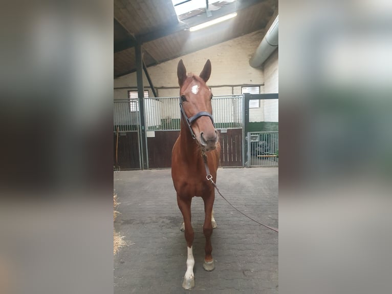 Englisches Vollblut Stute 3 Jahre 166 cm Fuchs in Krefeld