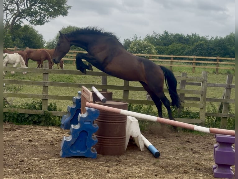 Englisches Vollblut Stute 4 Jahre 152 cm Rotbrauner in Bridgwater, Somerset