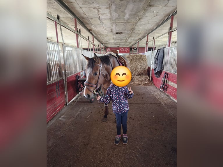 Englisches Vollblut Stute 4 Jahre 158 cm Brauner in Könnern