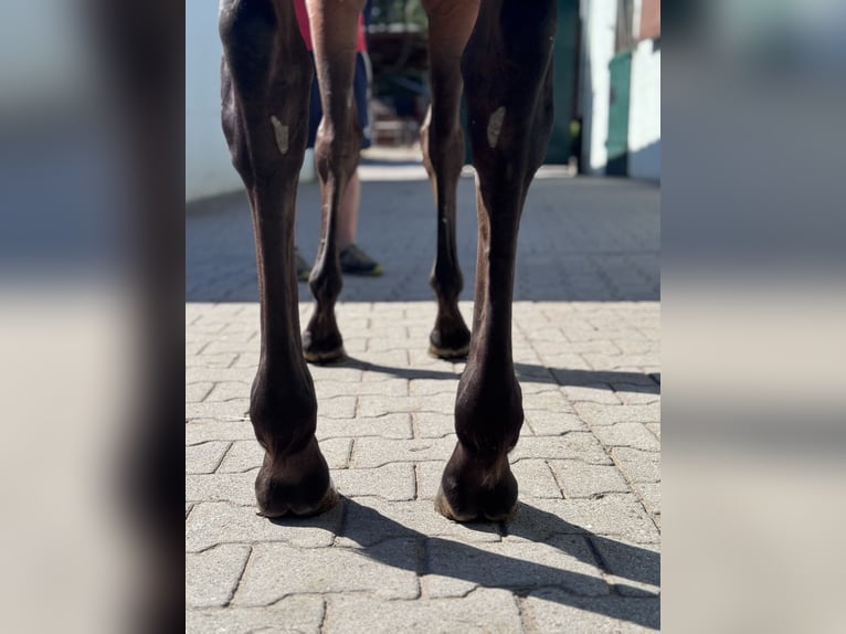 Englisches Vollblut Stute 4 Jahre 158 cm Brauner in Iffezheim