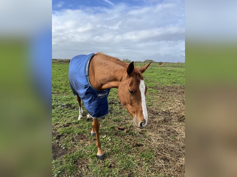 Englisches Vollblut Stute 4 Jahre 160 cm Fuchs in La Rochelle