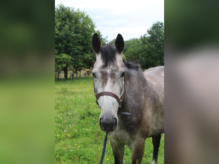 Englisches Vollblut Stute 4 Jahre 160 cm Schimmel in Princ&#xE9;