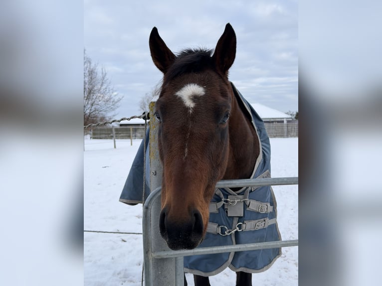 Englisches Vollblut Stute 4 Jahre 163 cm Brauner in Mittenwalde