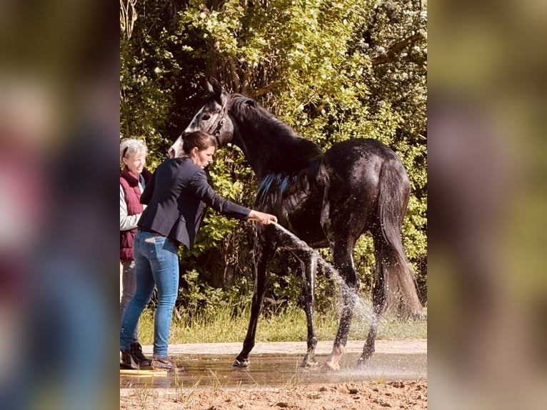 Englisches Vollblut Stute 4 Jahre 163 cm Rappschimmel in Schneverdingen