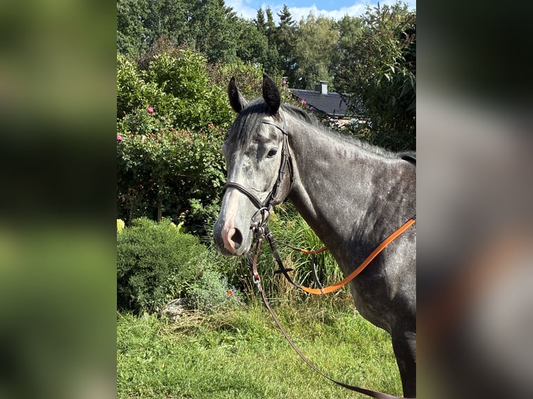 Englisches Vollblut Stute 4 Jahre 163 cm Rappschimmel in Schneverdingen