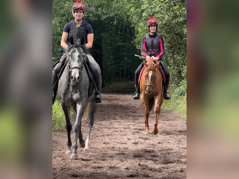 Englisches Vollblut Stute 4 Jahre 163 cm Rappschimmel in Schneverdingen