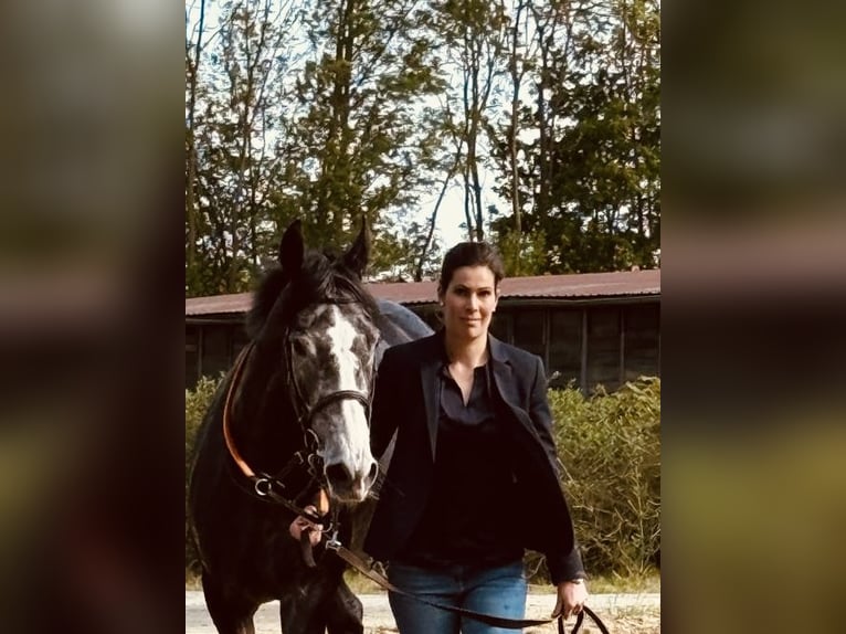 Englisches Vollblut Stute 4 Jahre 163 cm Rappschimmel in Schneverdingen