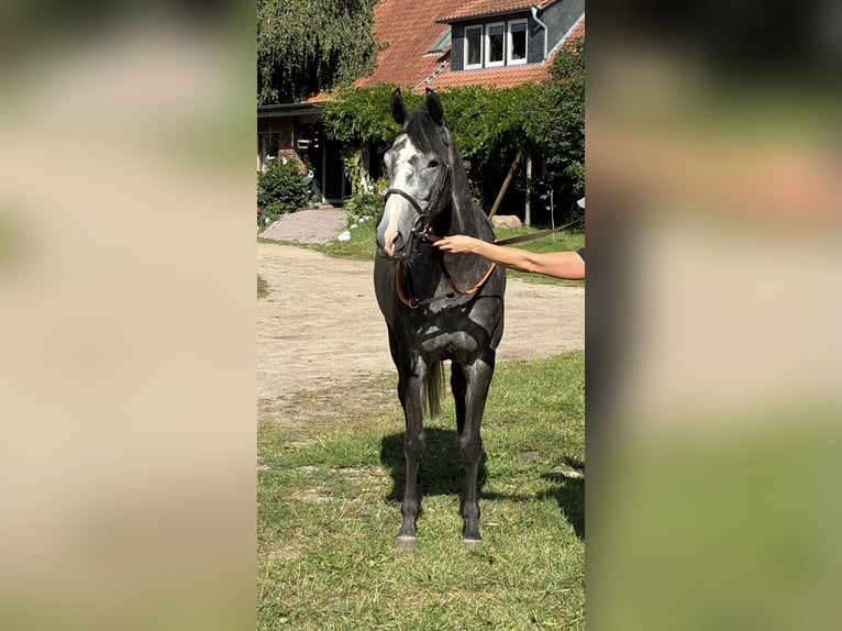 Englisches Vollblut Stute 4 Jahre 163 cm Rappschimmel in Schneverdingen