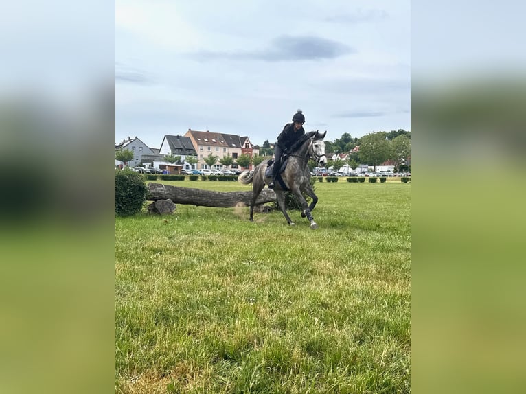 Englisches Vollblut Stute 4 Jahre 163 cm Schimmel in Zweibr&#xFC;cken