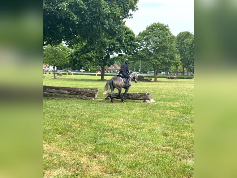 Englisches Vollblut Stute 4 Jahre 163 cm Schimmel in Zweibr&#xFC;cken