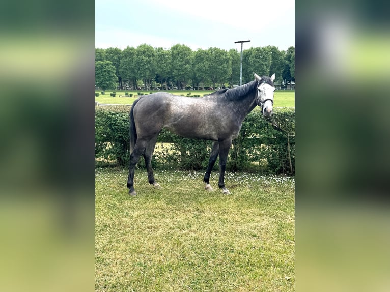 Englisches Vollblut Stute 4 Jahre 163 cm Schimmel in Zweibr&#xFC;cken
