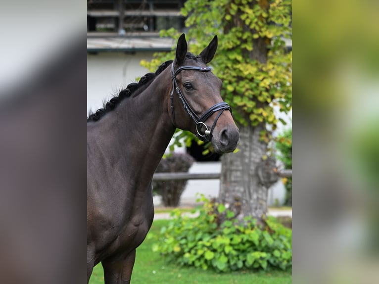 Englisches Vollblut Stute 4 Jahre 165 cm Brauner in M&#xFC;nchen