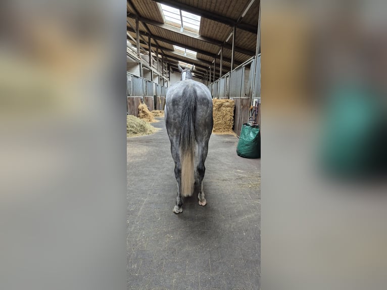 Englisches Vollblut Stute 4 Jahre 166 cm in Moers