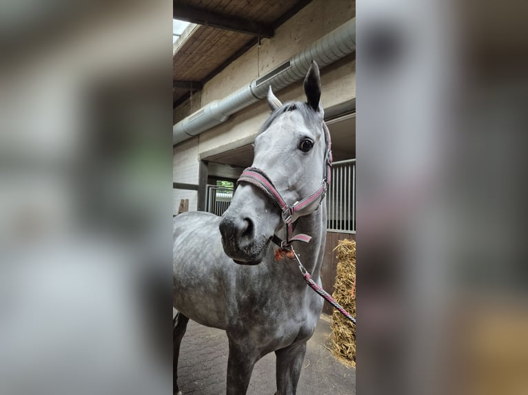 Englisches Vollblut Stute 4 Jahre 166 cm in Moers