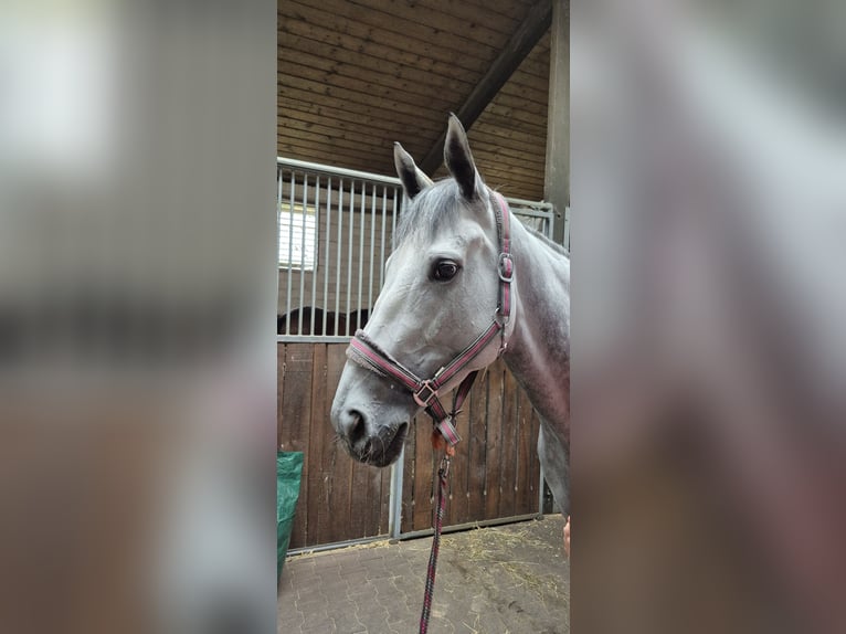 Englisches Vollblut Stute 4 Jahre 166 cm in Moers