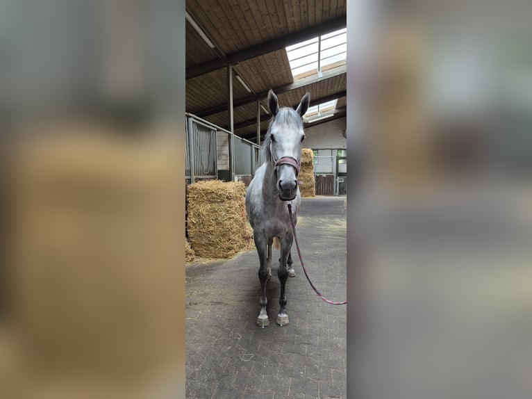 Englisches Vollblut Stute 4 Jahre 166 cm in Moers