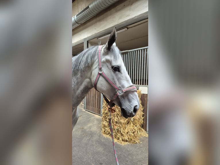 Englisches Vollblut Stute 4 Jahre 166 cm in Moers