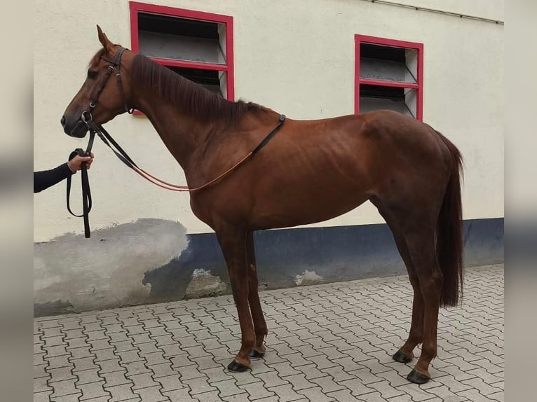 Englisches Vollblut Stute 4 Jahre 167 cm Fuchs in Köln