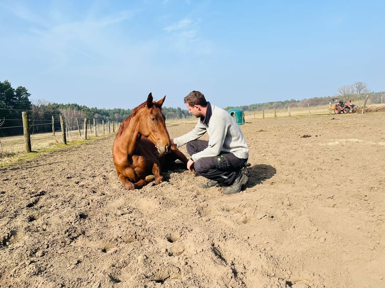 Englisches Vollblut Stute 4 Jahre 168 cm Dunkelfuchs in Lindow(Mark)