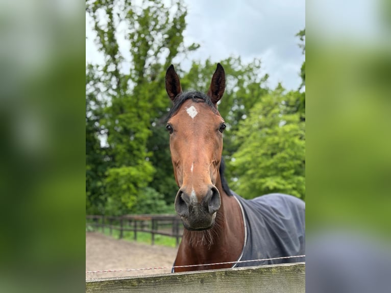 Englisches Vollblut Stute 4 Jahre 168 cm in Neuenhagen