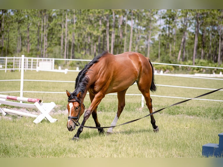 Englisches Vollblut Stute 4 Jahre 168 cm Rotbrauner in Orlando FL