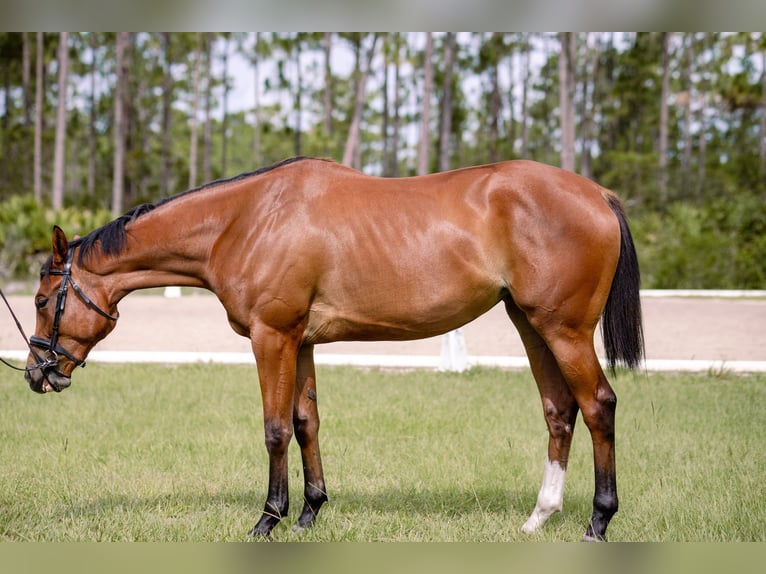 Englisches Vollblut Stute 4 Jahre 168 cm Rotbrauner in Orlando FL