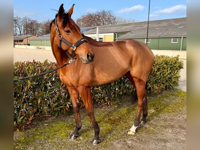 Englisches Vollblut Stute 4 Jahre 171 cm Brauner in Renswoude