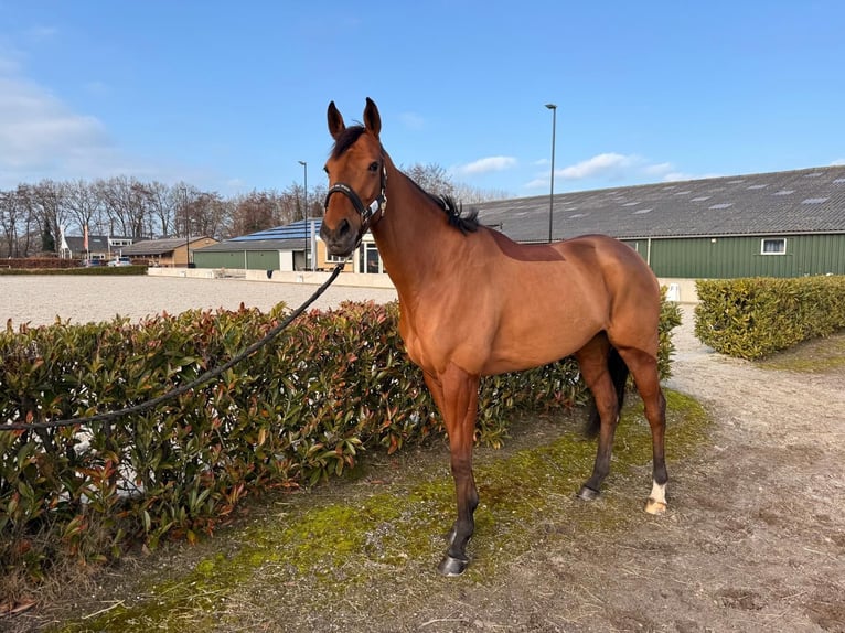 Englisches Vollblut Stute 4 Jahre 171 cm Brauner in Renswoude