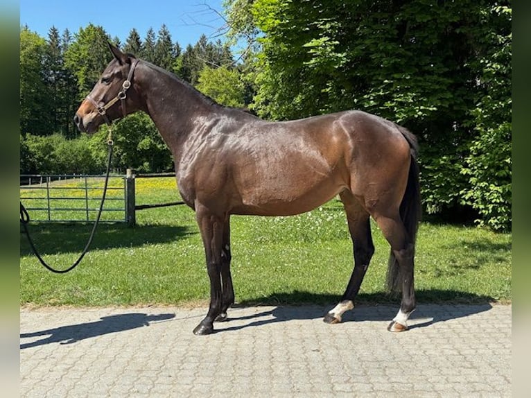 Englisches Vollblut Stute 4 Jahre Brauner in Oberhaching