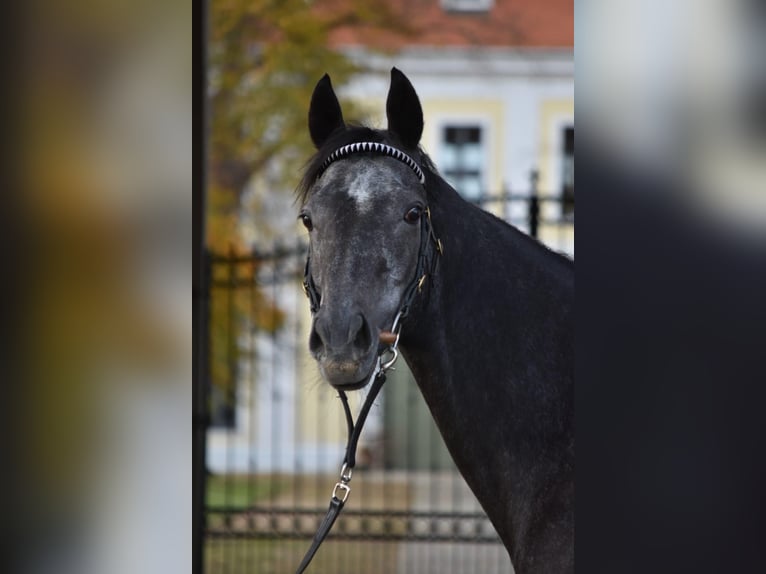 Englisches Vollblut Stute 5 Jahre 150 cm Rappschimmel in Schönebeck (Elbe)