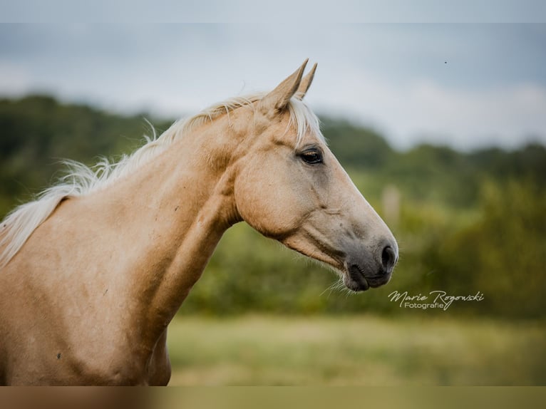 Englisches Vollblut Stute 5 Jahre 151 cm Palomino in Beaumont-Pied-de-Buf