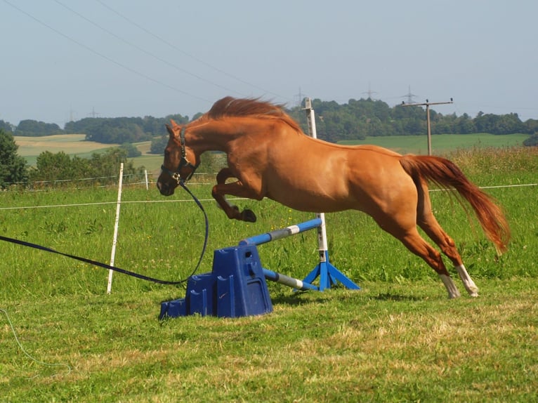 Englisches Vollblut Mix Stute 5 Jahre 154 cm Fuchs in Albbruck