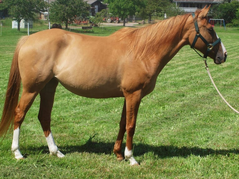 Englisches Vollblut Mix Stute 5 Jahre 154 cm Fuchs in Albbruck