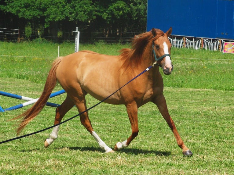 Englisches Vollblut Mix Stute 5 Jahre 154 cm Fuchs in Albbruck