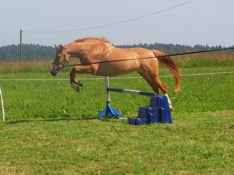 Englisches Vollblut Mix Stute 5 Jahre 154 cm Fuchs in Albbruck