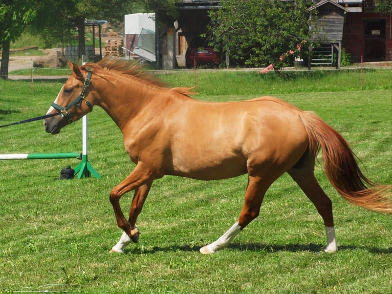 Englisches Vollblut Mix Stute 5 Jahre 154 cm Fuchs in Albbruck