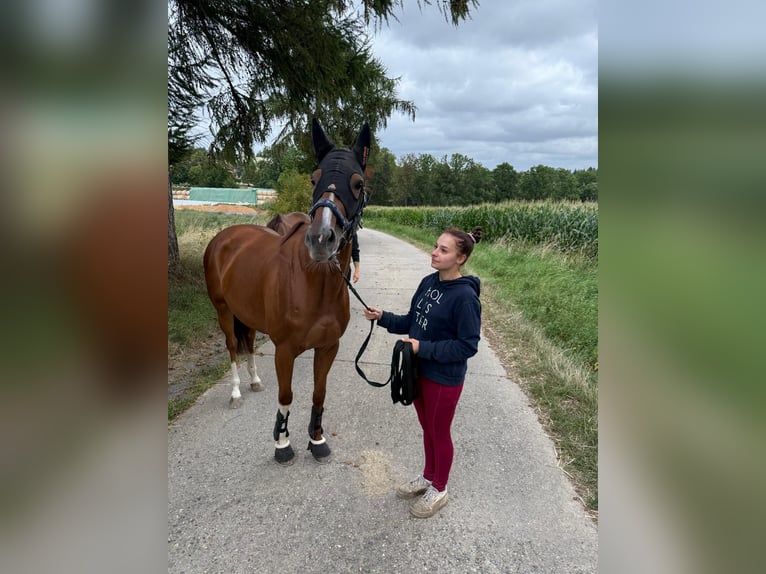 Englisches Vollblut Stute 5 Jahre 155 cm Fuchs in Dohna
