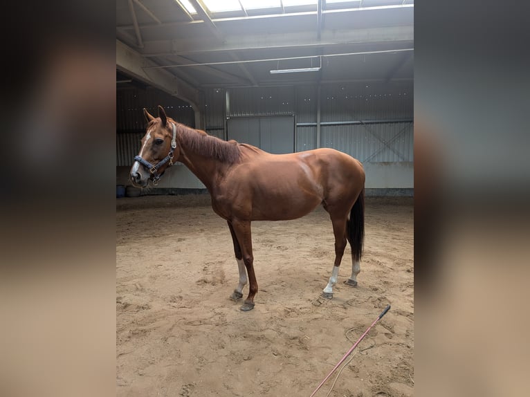 Englisches Vollblut Stute 5 Jahre 155 cm Fuchs in Dohna