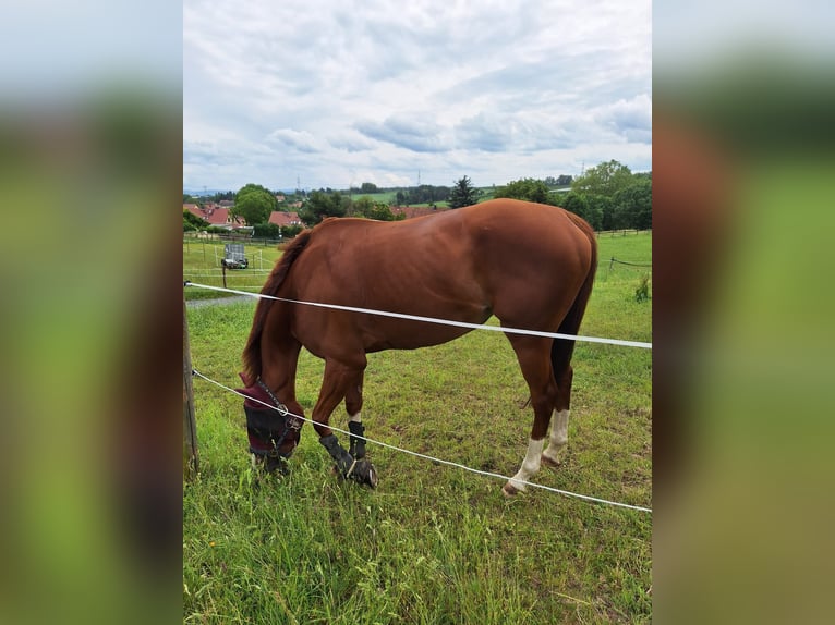 Englisches Vollblut Stute 5 Jahre 155 cm Fuchs in Dohna