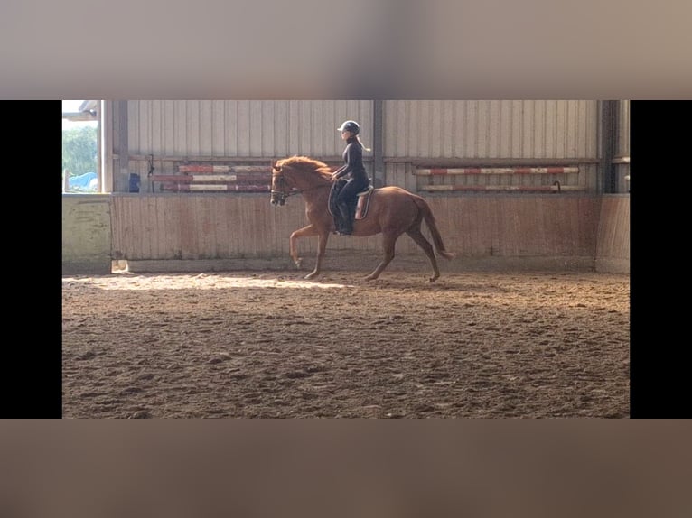 Englisches Vollblut Stute 5 Jahre 157 cm Fuchs in Oyten
