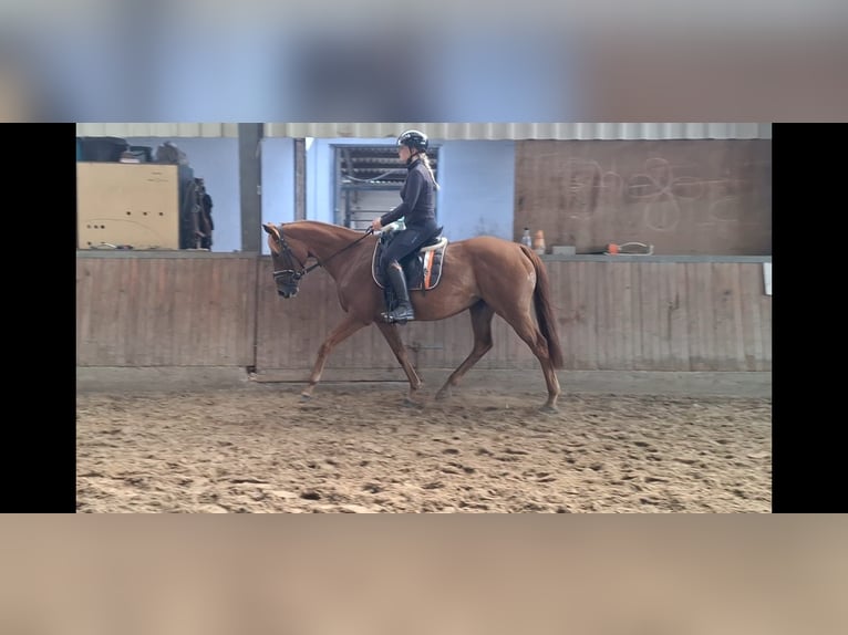 Englisches Vollblut Stute 5 Jahre 157 cm Fuchs in Oyten