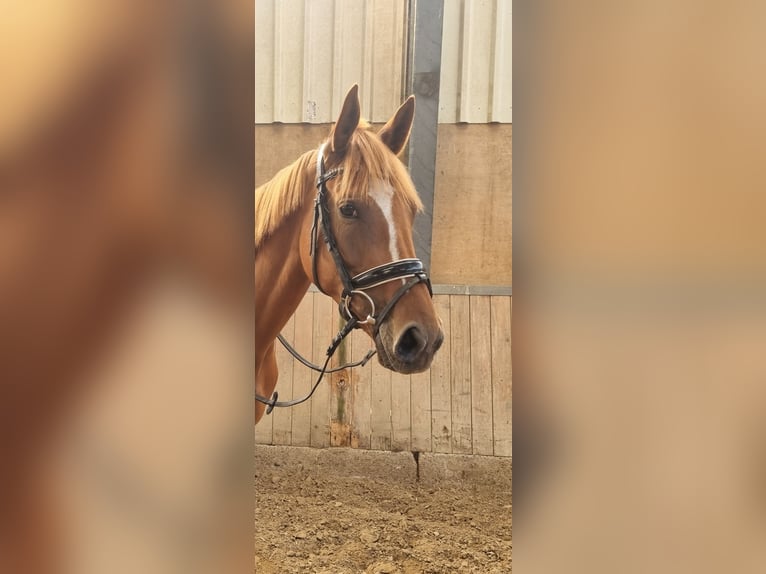 Englisches Vollblut Stute 5 Jahre 157 cm Fuchs in Oyten